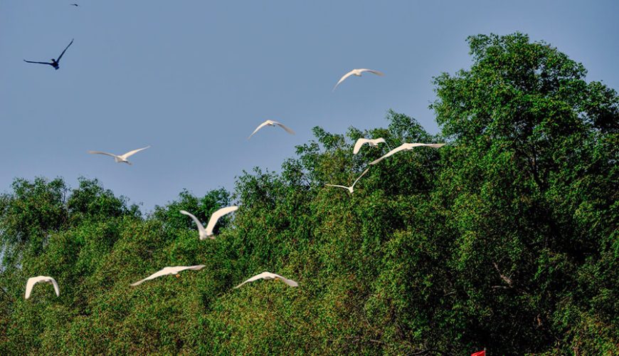 Vam Ho Bird Sanctuary