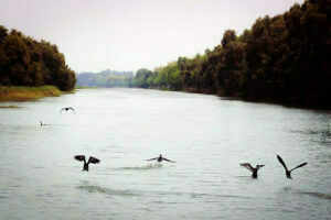 Vam Ho Bird Sanctuary