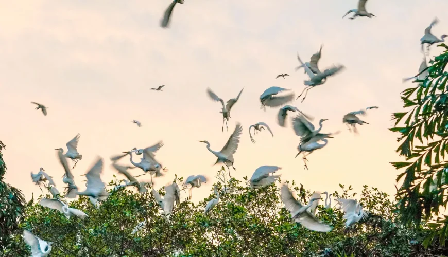Vam Ho Bird Sanctuary