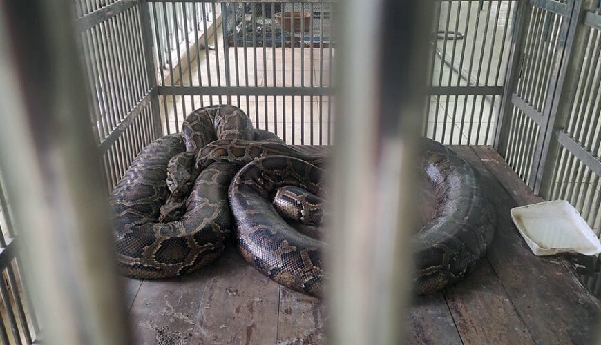 Dong Tam Snake Farm