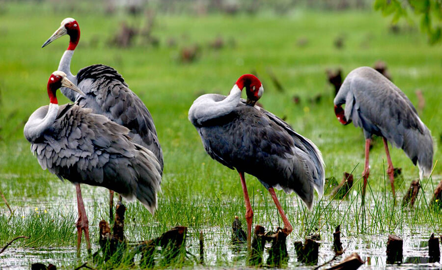 Sarus crane