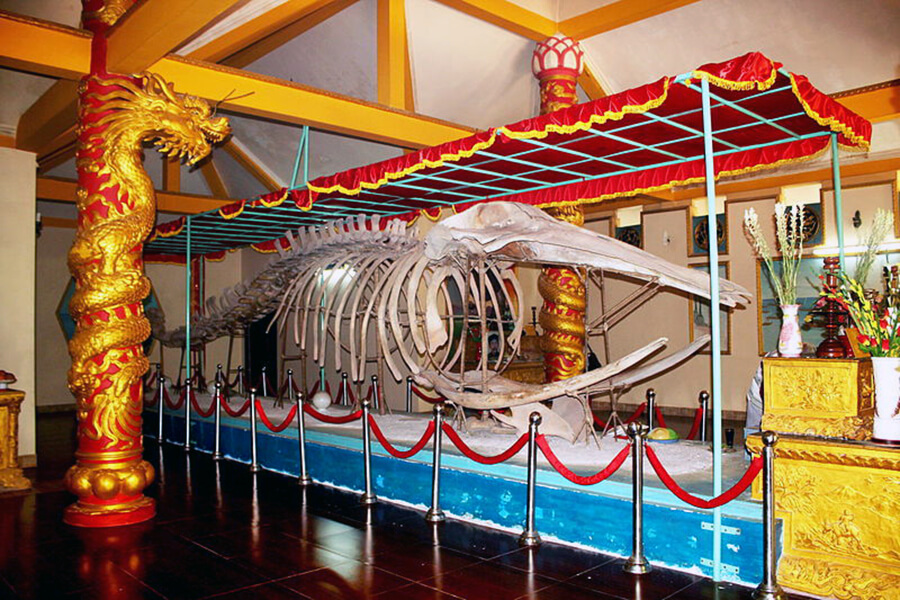 skeleton of whale in Van Thuy Tu