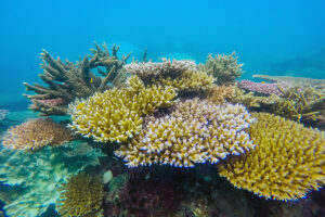 coral in Con Dao