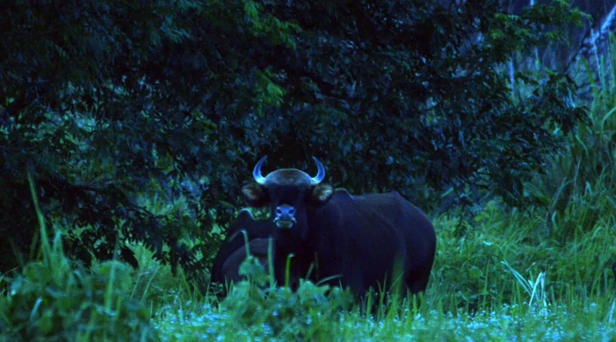 Gaur in Nam Cat Tien