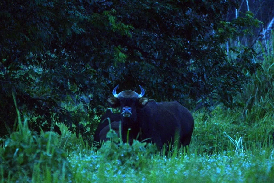 Gaur in Nam Cat Tien