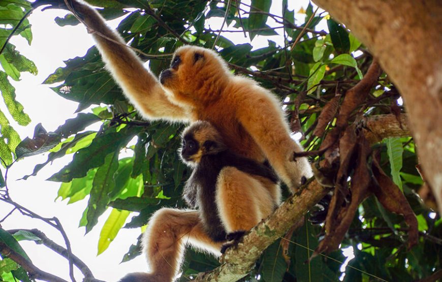 Nam Cat Tien National Park – 3 days 2 nights
