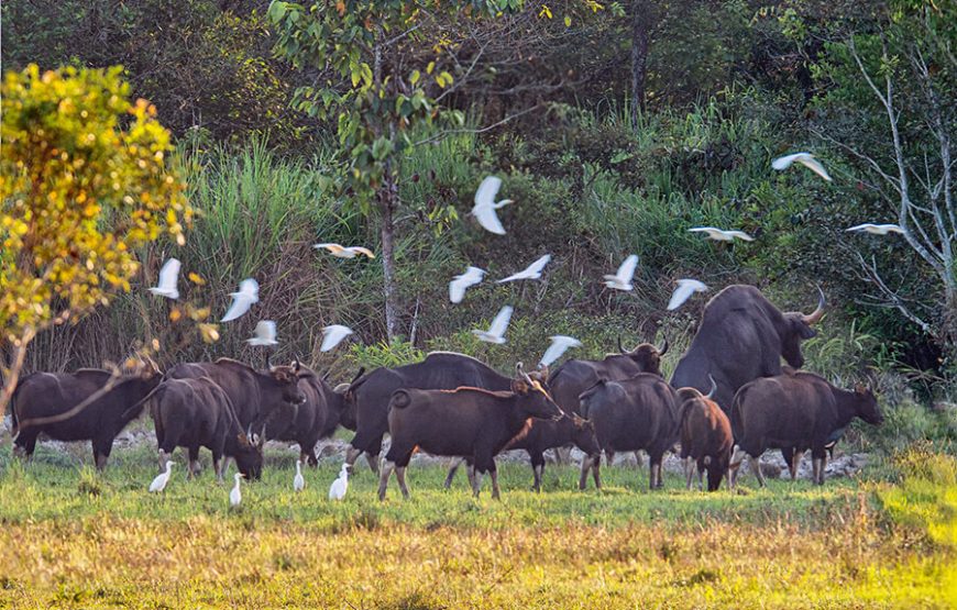Vietnam Historic & Natural Discovery – 18 Days