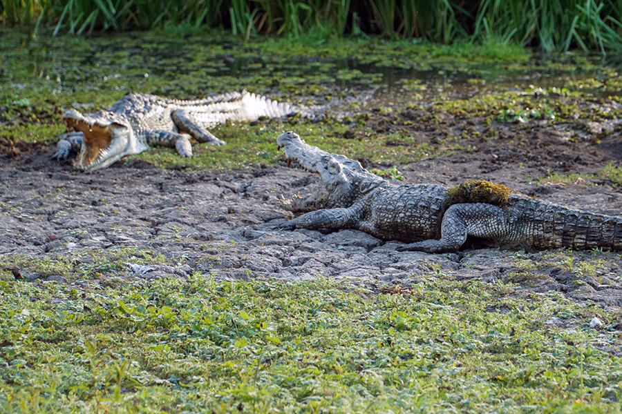 Siamese crocodiles in Nam Cat Tien national park