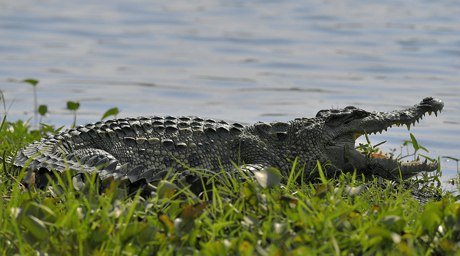 Siamese crocodile in Nam Cat Tien