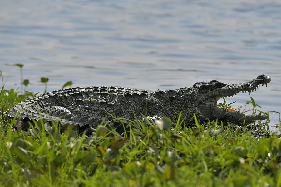 Siamese crocodile in Nam Cat Tien