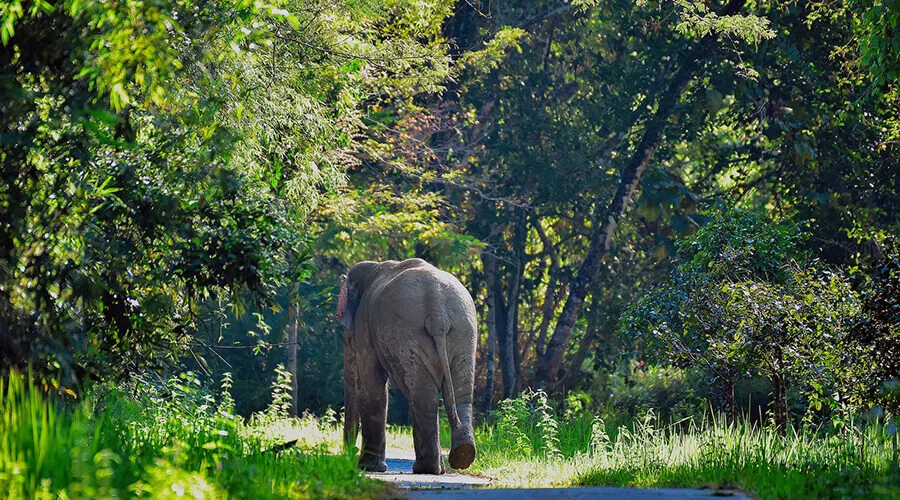 Nam Cat Tien national park