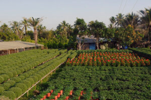 Cái-Mơn-flowers-garden-8