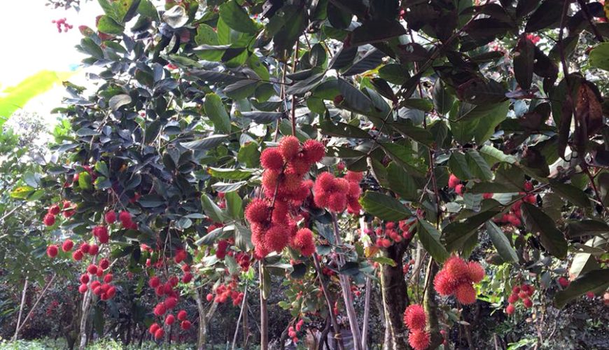 Cai Mon fruit garden