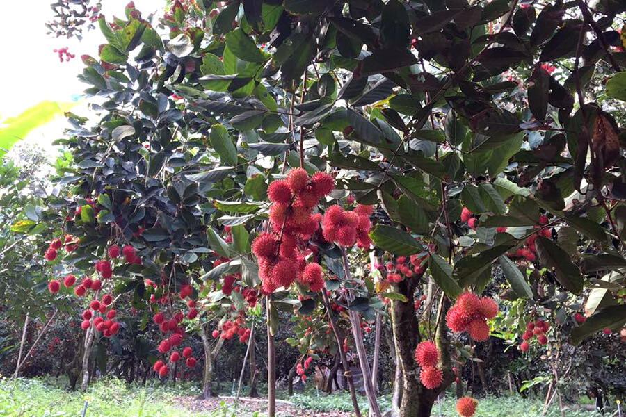 Cai Mon fruit garden