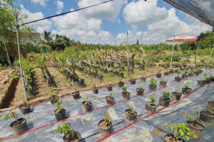 Cai Mon Flowers garden