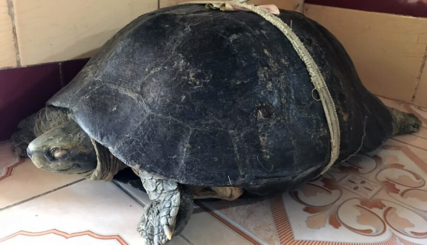 turtle in Phuoc Kien pagoda
