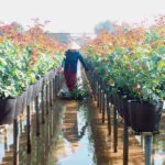 Sa Dec Flower Gardens