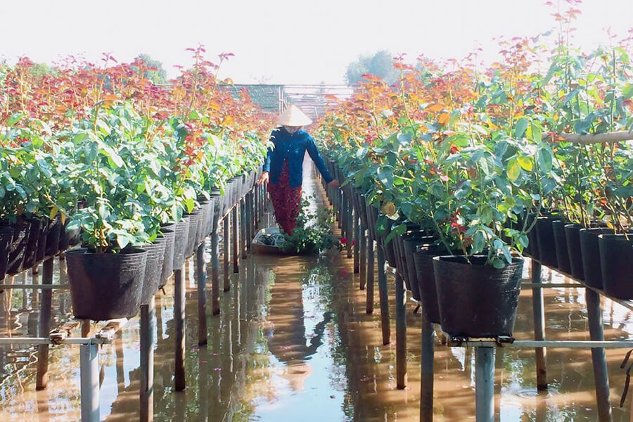 Sa Dec Flower Gardens