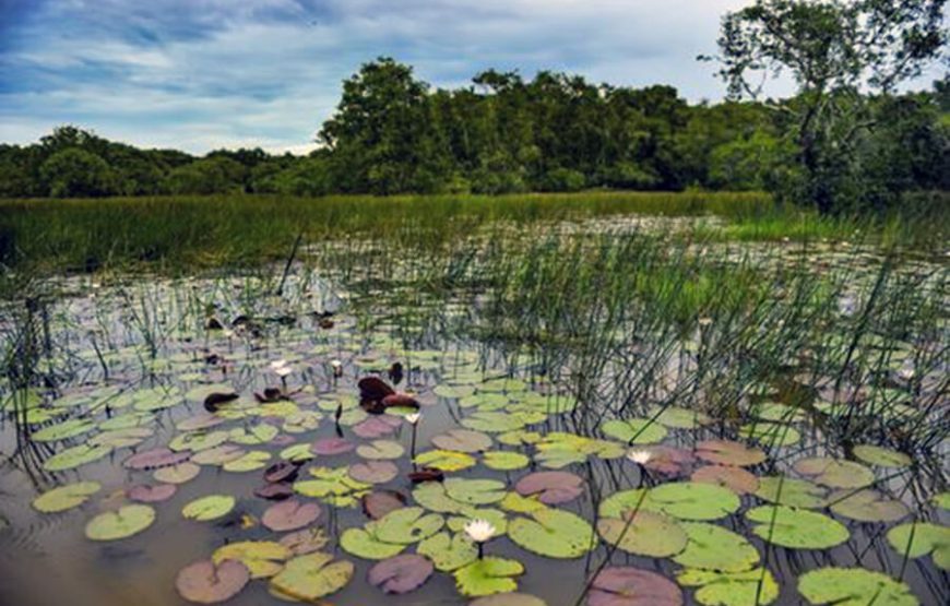 2-Day Tour to Mekong Delta-Gieng Islet-Tram Chim National Park