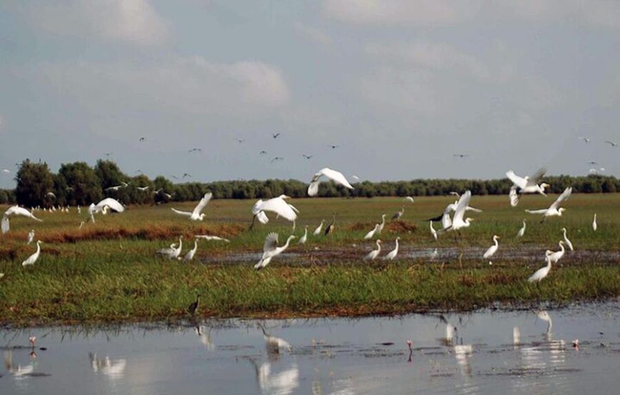 2-Day Tour to Mekong Delta-Gieng Islet-Tram Chim National Park