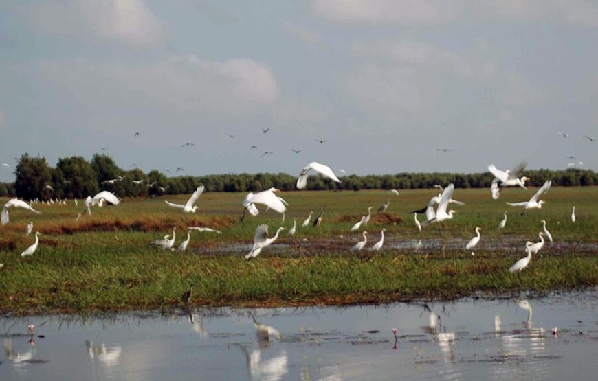 2-Day Tour to Mekong Delta-Gieng Islet-Tram Chim National Park