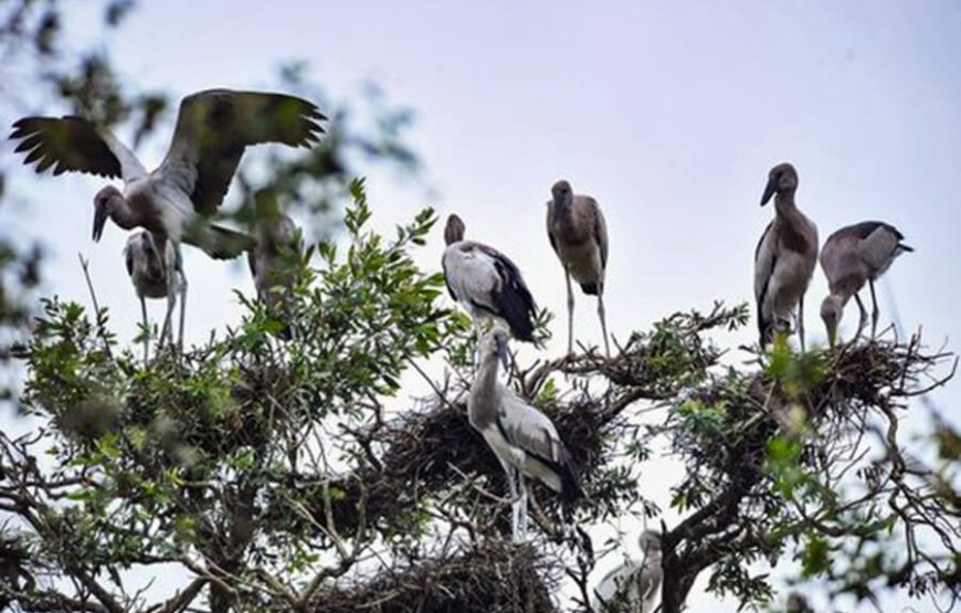 2-Day Tour to Mekong Delta-Gieng Islet-Tram Chim National Park