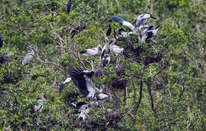 2-Day Tour to Mekong Delta-Gieng Islet-Tram Chim National Park