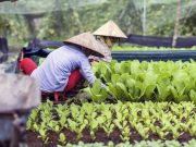 15 Days Countryside Trip Throughout Vietnam