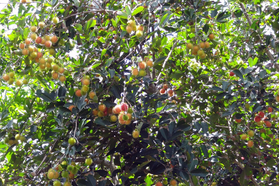 Explore fruit orchards in An Binh islet