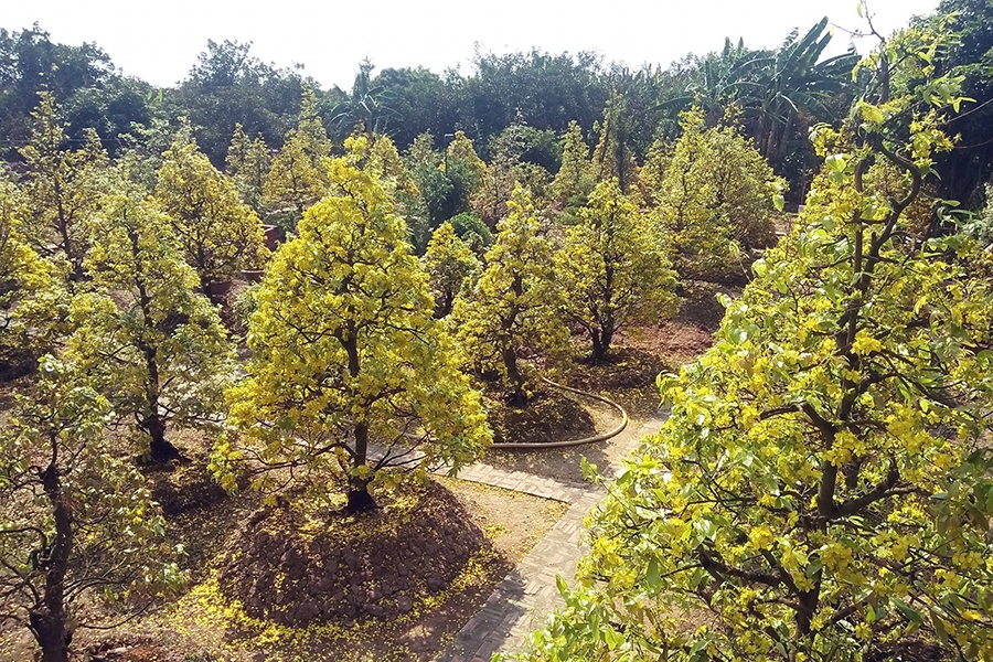 Phuoc Dinh Golden Apricot Village