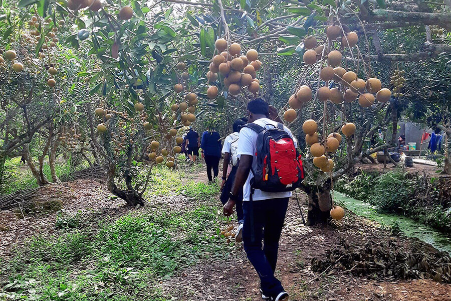 The lush and fruitful longan garden of local people in Tam Hiep