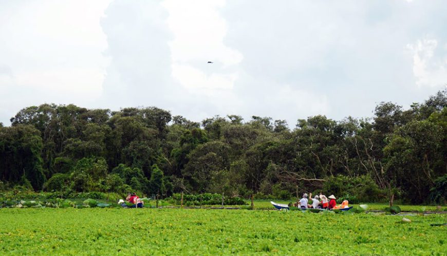 Tra Su cajuput forest
