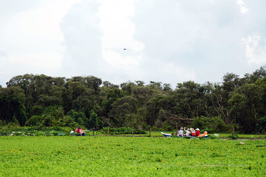 Tra Su cajuput forest