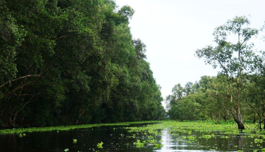 Tra Su Cajuput Forest