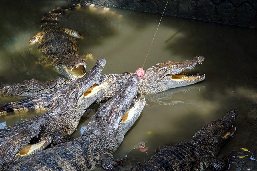 feeding crocodile in Mekong