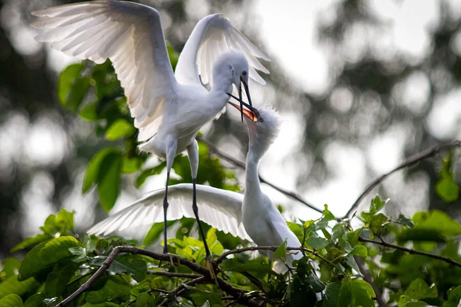 Tan Long stork garden