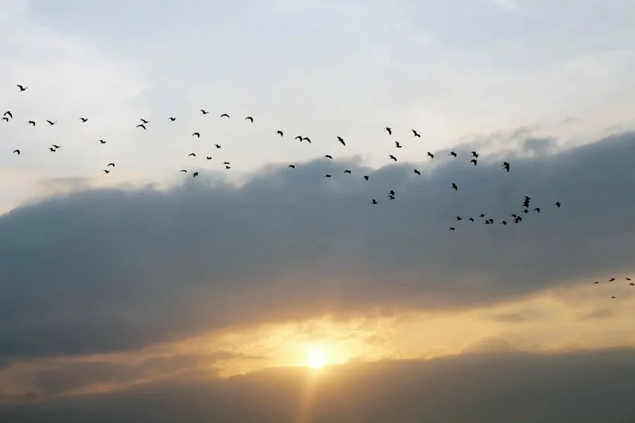 Tan Long Stork Garden in sunset