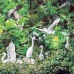 Tan Long Stork Garden