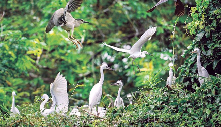 Tan Long Stork Garden
