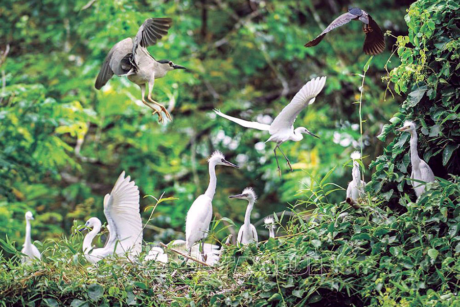 Tan Long stork garden