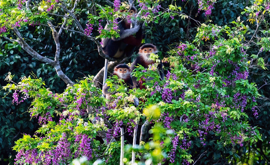 animal in Son Tra Peninsula