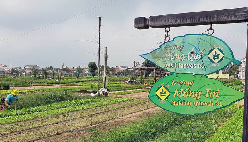 Tra Que Vegetable Village
