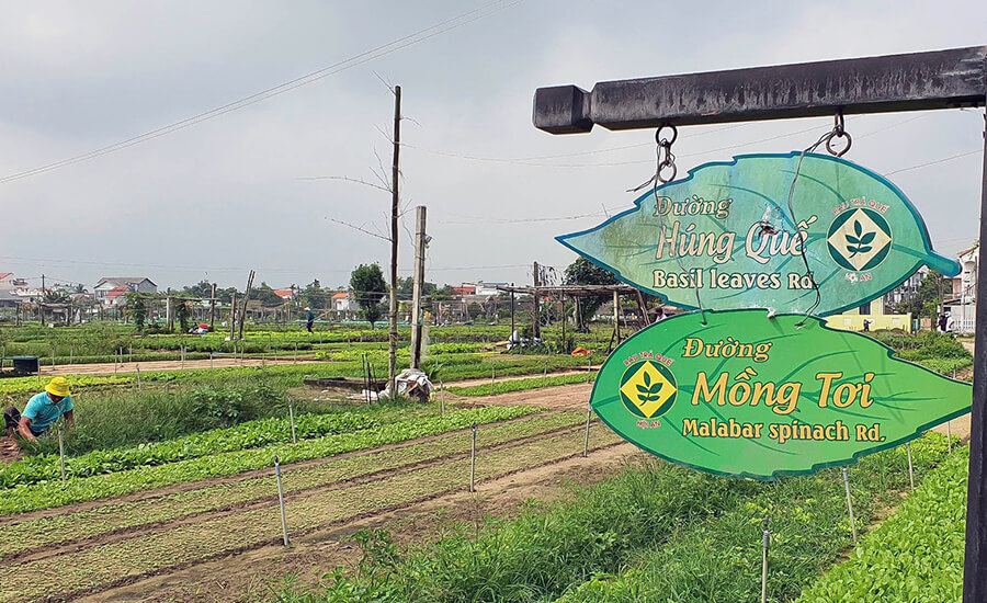 Tra Que Vegetable Village