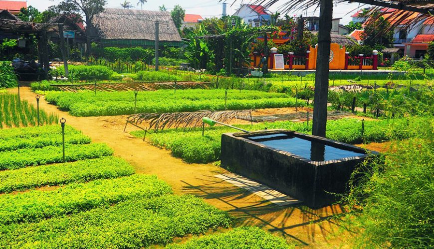 Tra Que Vegetable Village