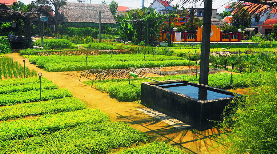 Tra Que Vegetable Village