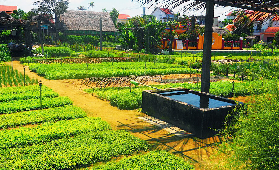 Tra Que Vegetable Village