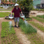 Tra Que village