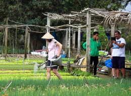 Tra Que Vegetable Village