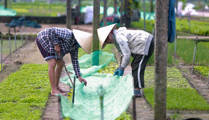 Tra Que Vegetable Village
