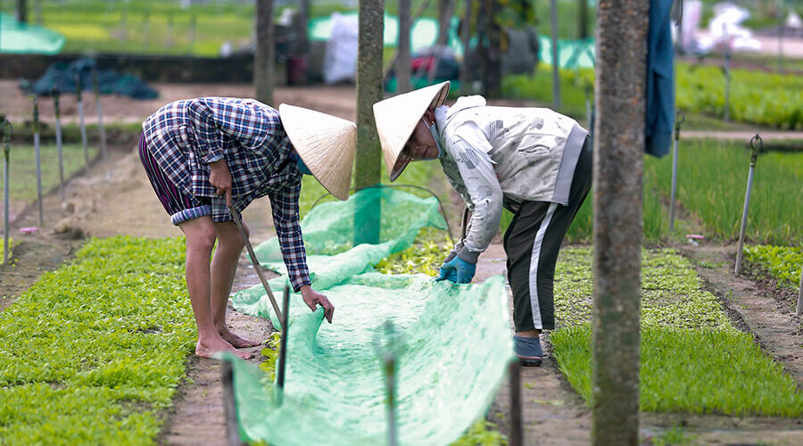 Tra Que Vegetable Village
